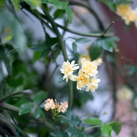 Casa Rigor Rio Caldo