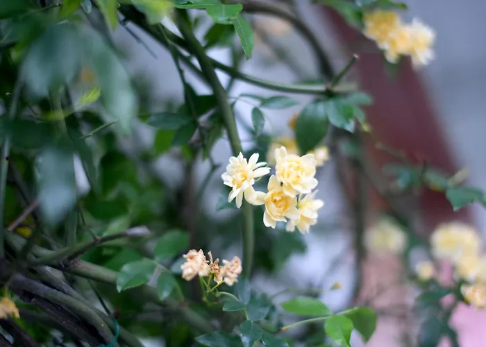 Casa Rigor Rio Caldo